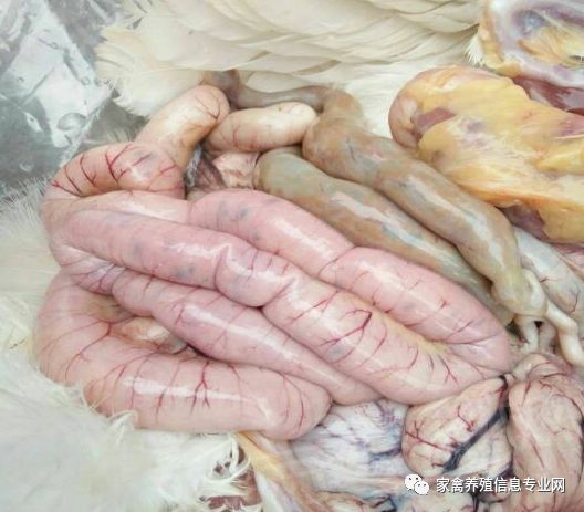 家禽坏死性肠炎特效药物,家禽细菌性腹泻的症状和治疗方法