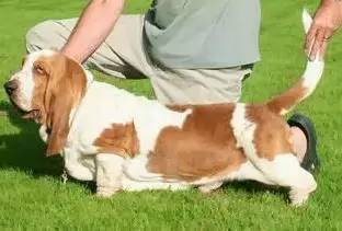 狗狗夏季科普,长毛狗狗哪些不用打理