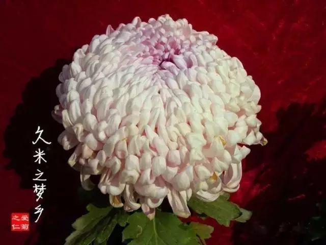 世界最美菊花图整整80种太珍贵了,世界上最美的菊花叫什么名字