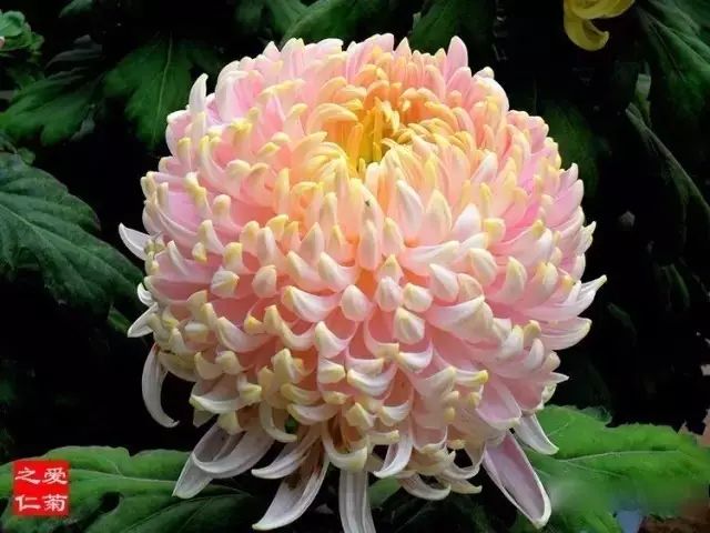 世界最美菊花图整整80种太珍贵了,世界上最美的菊花叫什么名字