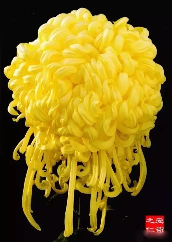 世界最美菊花图整整80种太珍贵了,世界上最美的菊花叫什么名字