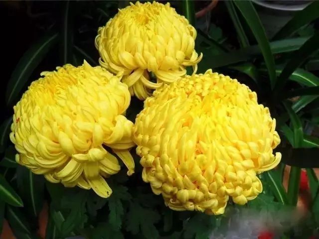 世界最美菊花图整整80种太珍贵了,世界上最美的菊花叫什么名字