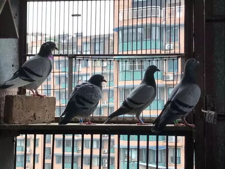 最贵赛鸽多少钱一只什么品种,天价赛鸽对鸽子有什么启示