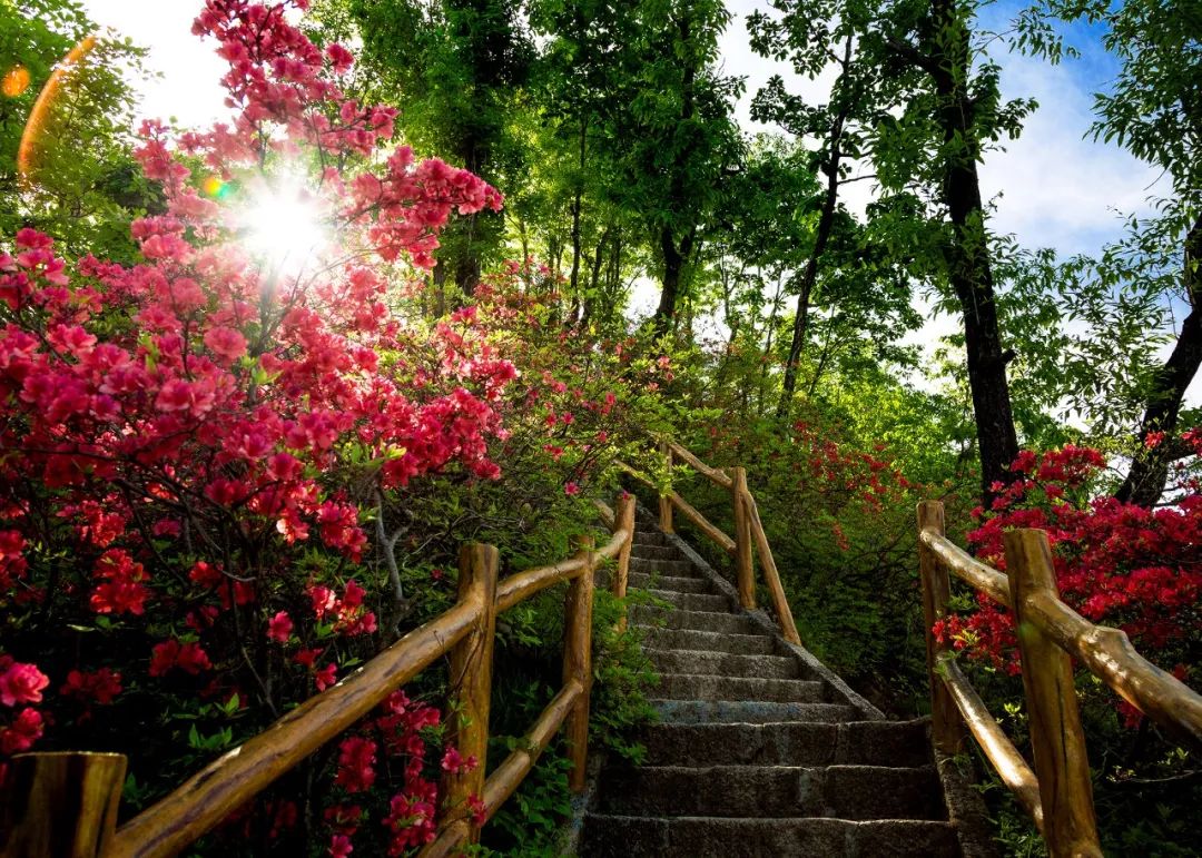 汝阳旅游优惠,汝阳免门票旅游景点