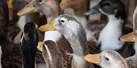 外媒报道中国人救助鸭子,外媒报道鸭子抗蝗虫