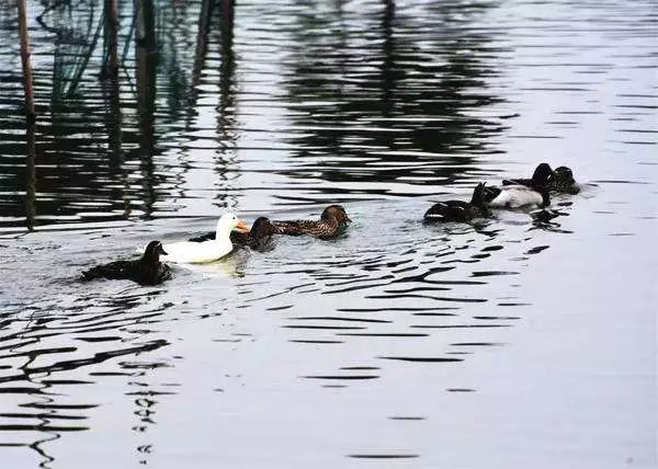 外媒报道中国人救助鸭子,外媒报道鸭子抗蝗虫