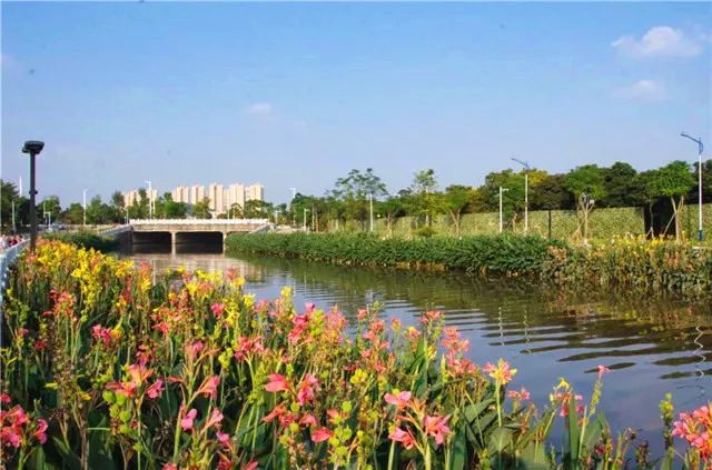 【创文百科】让河道“一键美颜”,番禺钟村有妙招