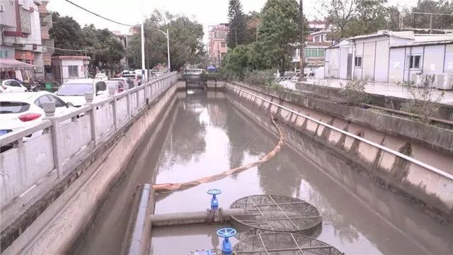 【创文百科】让河道“一键美颜”,番禺钟村有妙招