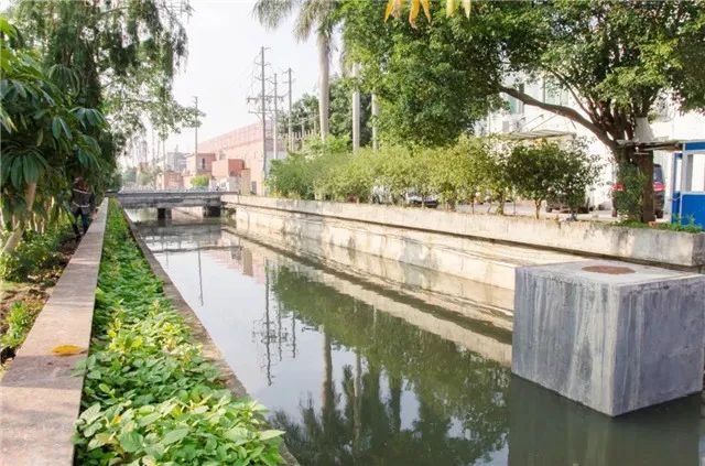 【创文百科】让河道“一键美颜”,番禺钟村有妙招