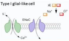 盐的咸味是哪来的?|No.151