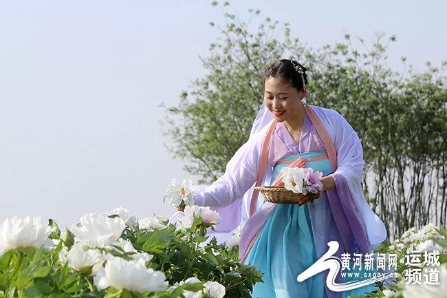 平陆:白牡丹“梧桐”引“凤”富村民