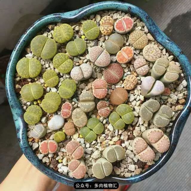 听说这段时间,肉友都在疯狂手撕屁屁?别了吧,再撕屁屁就烂了!