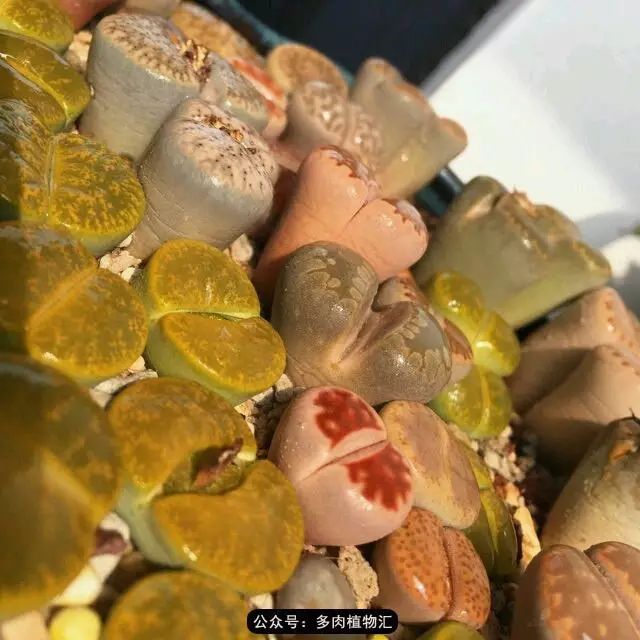 听说这段时间,肉友都在疯狂手撕屁屁?别了吧,再撕屁屁就烂了!