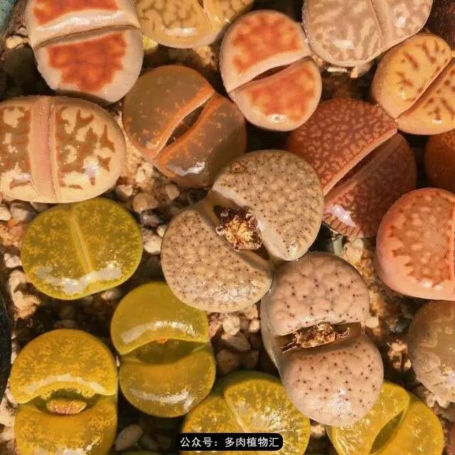 听说这段时间,肉友都在疯狂手撕屁屁?别了吧,再撕屁屁就烂了!