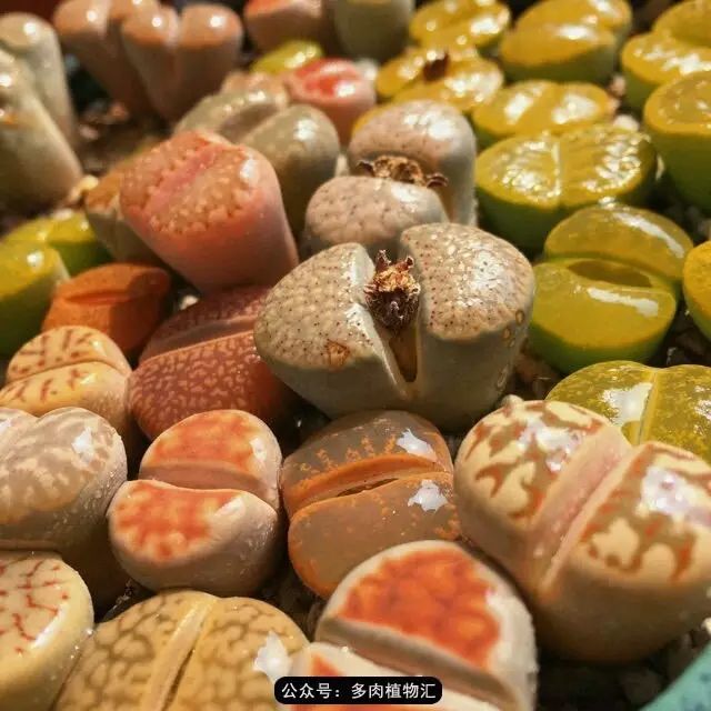 听说这段时间,肉友都在疯狂手撕屁屁?别了吧,再撕屁屁就烂了!