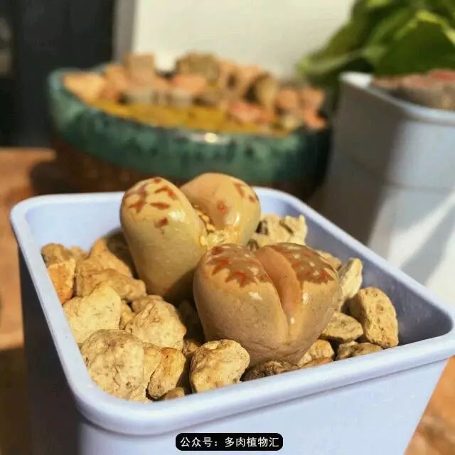 听说这段时间,肉友都在疯狂手撕屁屁?别了吧,再撕屁屁就烂了!