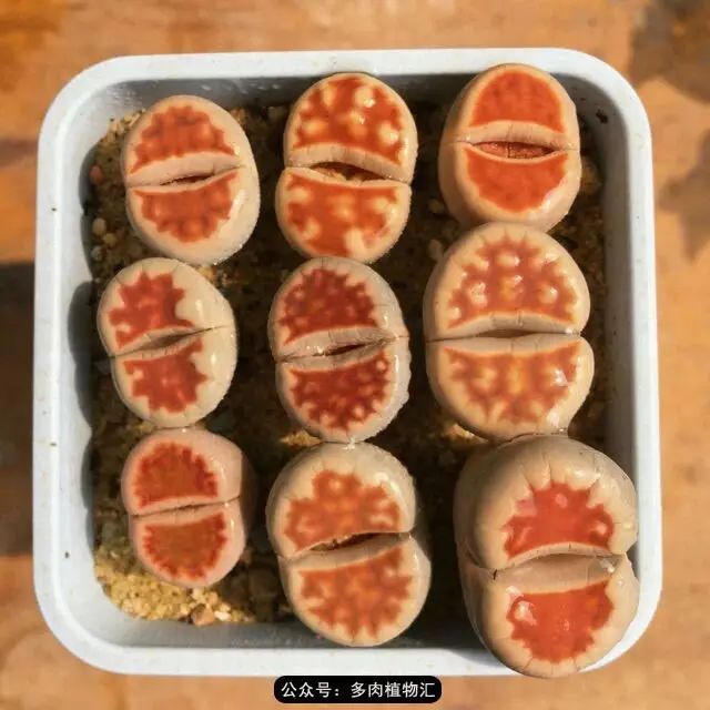 听说这段时间,肉友都在疯狂手撕屁屁?别了吧,再撕屁屁就烂了!