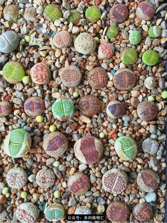 听说这段时间,肉友都在疯狂手撕屁屁?别了吧,再撕屁屁就烂了!