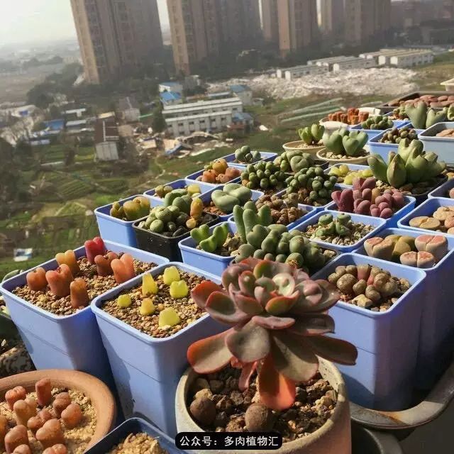 听说这段时间,肉友都在疯狂手撕屁屁?别了吧,再撕屁屁就烂了!