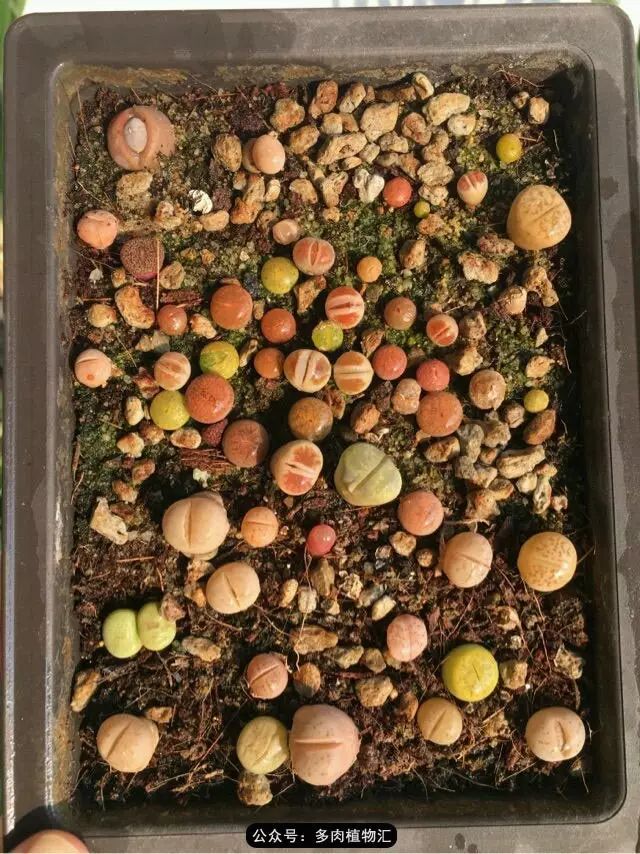 听说这段时间，肉友都在疯狂手撕屁屁？别了吧，再撕屁屁就烂了！