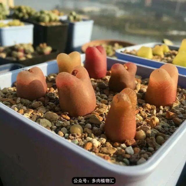 听说这段时间，肉友都在疯狂手撕屁屁？别了吧，再撕屁屁就烂了！