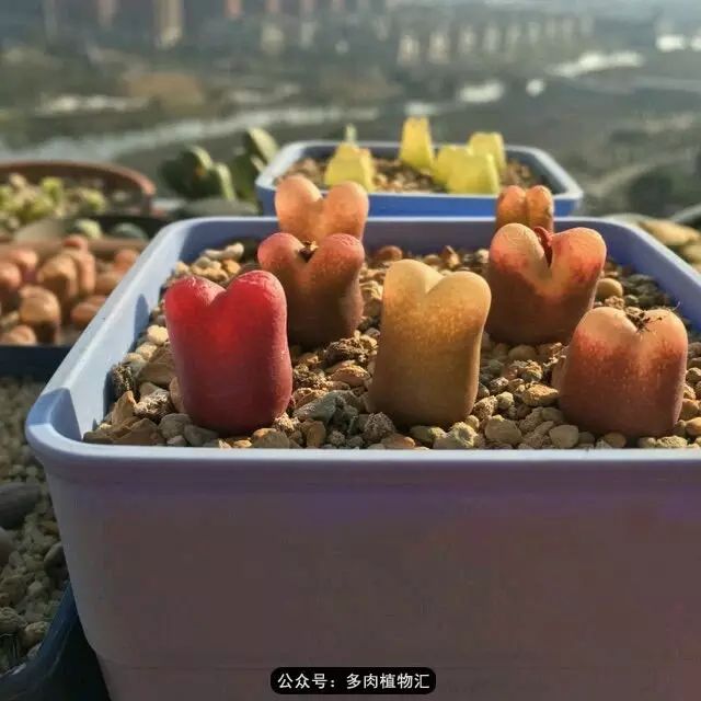 听说这段时间,肉友都在疯狂手撕屁屁?别了吧,再撕屁屁就烂了!