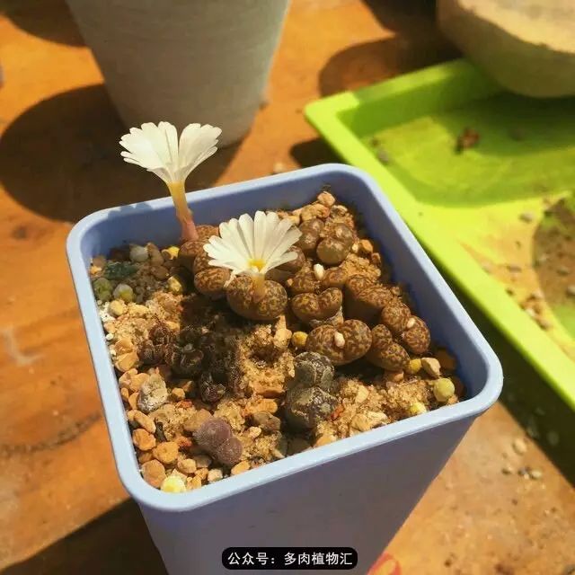 听说这段时间，肉友都在疯狂手撕屁屁？别了吧，再撕屁屁就烂了！