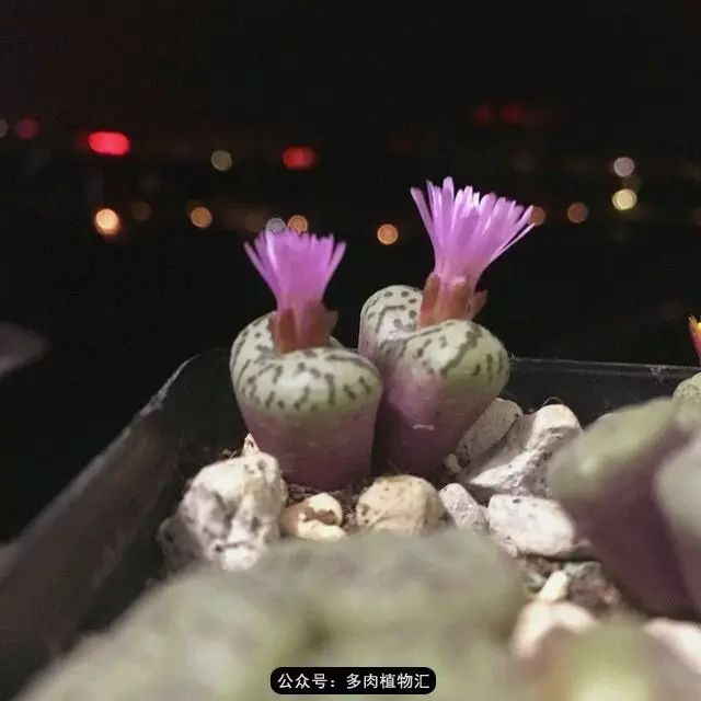 听说这段时间，肉友都在疯狂手撕屁屁？别了吧，再撕屁屁就烂了！