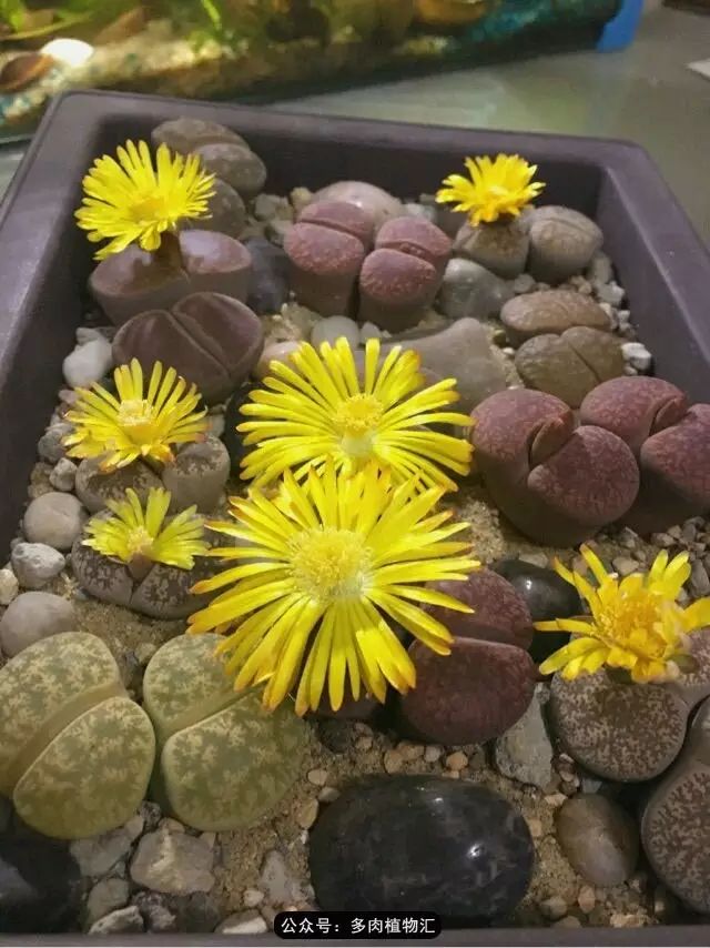 听说这段时间，肉友都在疯狂手撕屁屁？别了吧，再撕屁屁就烂了！