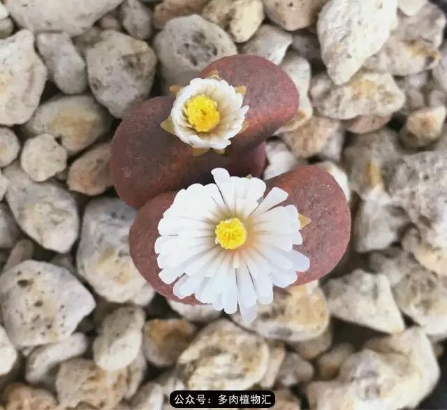 听说这段时间，肉友都在疯狂手撕屁屁？别了吧，再撕屁屁就烂了！