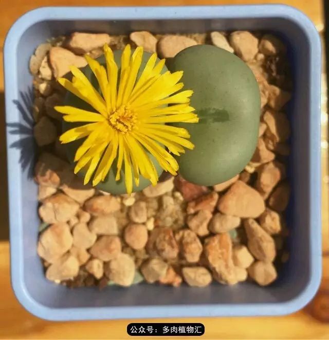 听说这段时间,肉友都在疯狂手撕屁屁?别了吧,再撕屁屁就烂了!