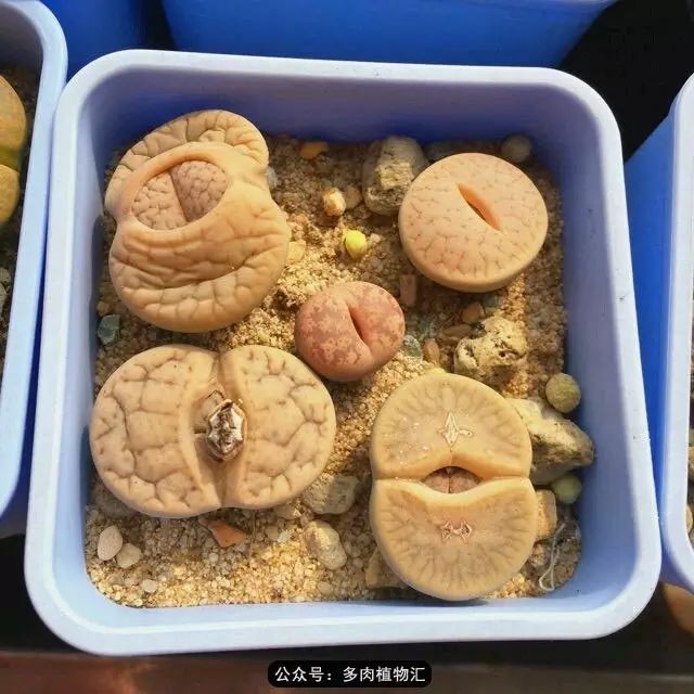 听说这段时间，肉友都在疯狂手撕屁屁？别了吧，再撕屁屁就烂了！