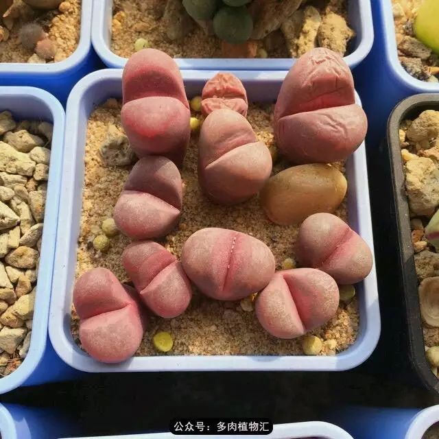 听说这段时间，肉友都在疯狂手撕屁屁？别了吧，再撕屁屁就烂了！