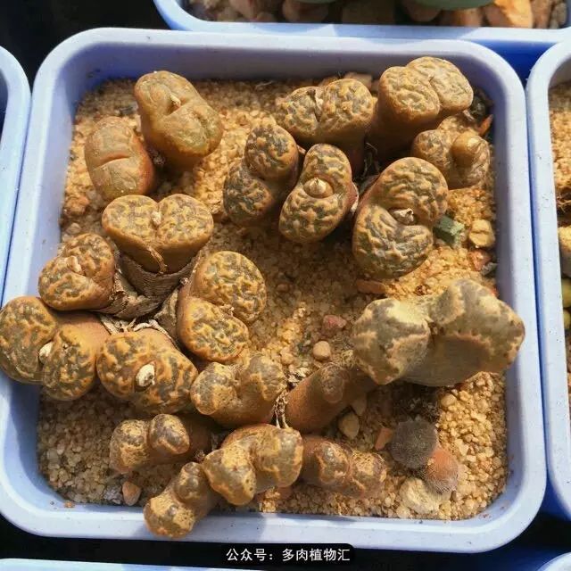 听说这段时间，肉友都在疯狂手撕屁屁？别了吧，再撕屁屁就烂了！