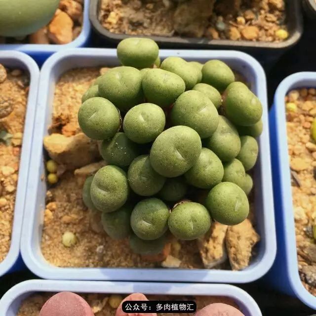 听说这段时间，肉友都在疯狂手撕屁屁？别了吧，再撕屁屁就烂了！