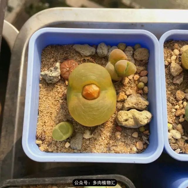 听说这段时间，肉友都在疯狂手撕屁屁？别了吧，再撕屁屁就烂了！