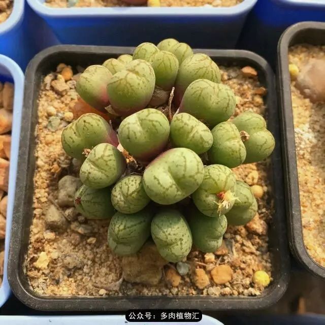 听说这段时间，肉友都在疯狂手撕屁屁？别了吧，再撕屁屁就烂了！