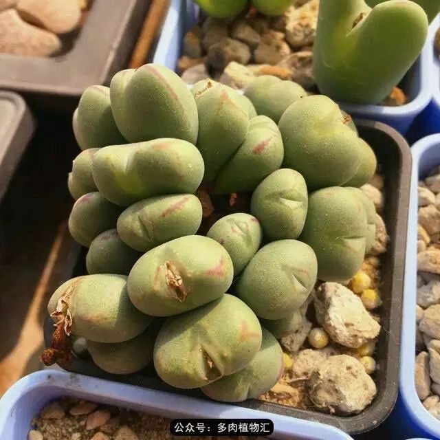 听说这段时间，肉友都在疯狂手撕屁屁？别了吧，再撕屁屁就烂了！