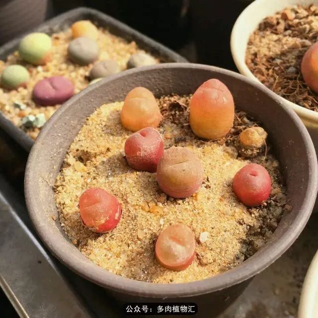 听说这段时间，肉友都在疯狂手撕屁屁？别了吧，再撕屁屁就烂了！