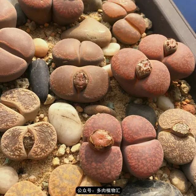 听说这段时间，肉友都在疯狂手撕屁屁？别了吧，再撕屁屁就烂了！