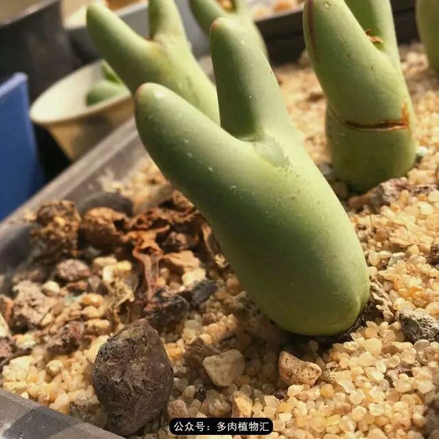 听说这段时间，肉友都在疯狂手撕屁屁？别了吧，再撕屁屁就烂了！