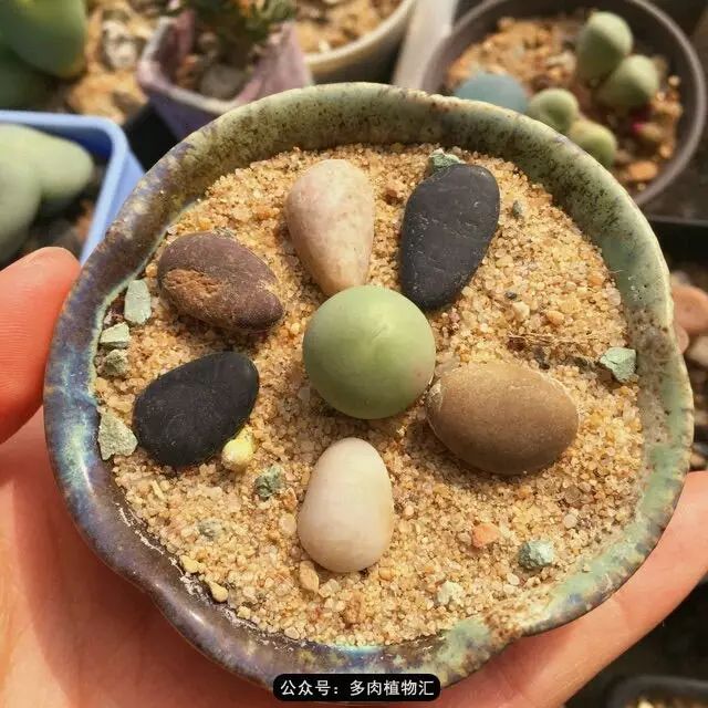 听说这段时间，肉友都在疯狂手撕屁屁？别了吧，再撕屁屁就烂了！