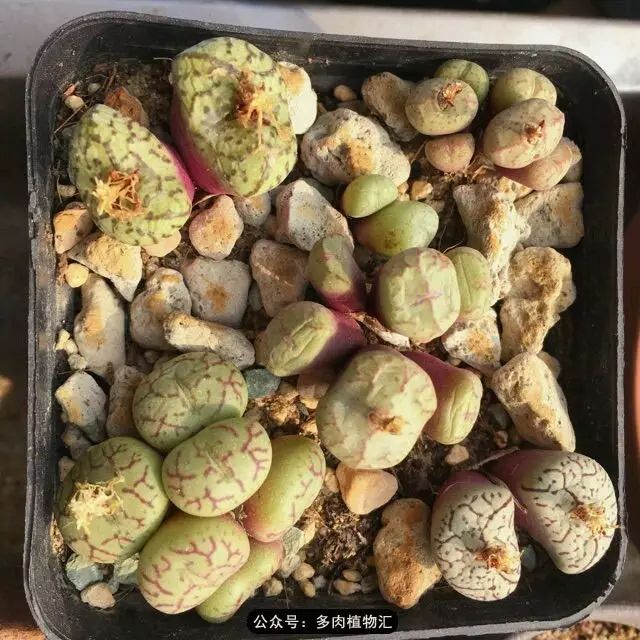 听说这段时间,肉友都在疯狂手撕屁屁?别了吧,再撕屁屁就烂了!