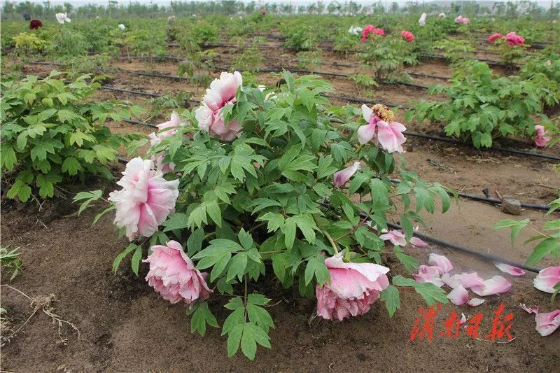 板岩镇强化党建引领促进乡村振兴,腊竹底村党建引领助推乡村振兴