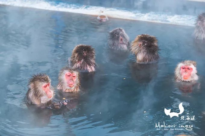 日本确定3月1日开放入境吗,日本开放办理工作签证的最新消息