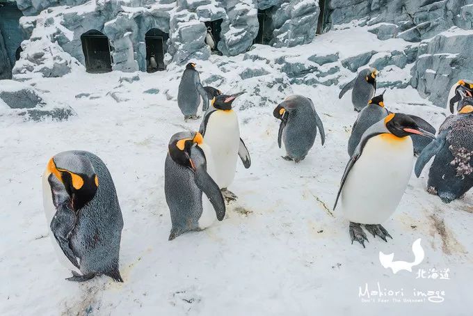 日本确定3月1日开放入境吗,日本开放办理工作签证的最新消息