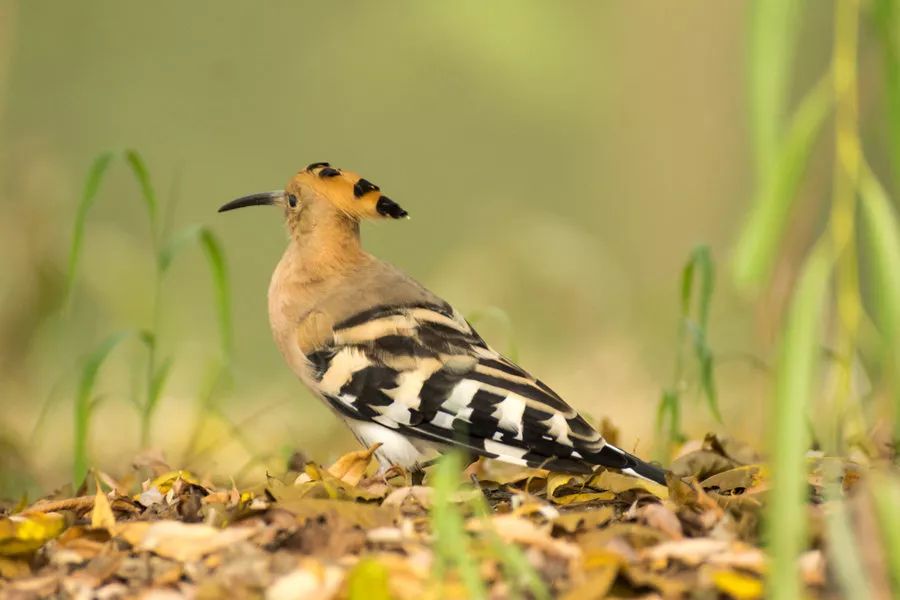 谷雨饮一杯香茗图片,谷雨饮一杯香茗