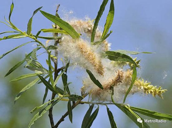 节气谷雨解说,谷雨节气的唯美诗句