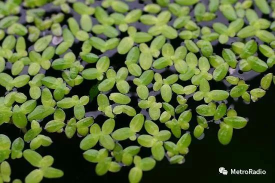 节气谷雨解说,谷雨节气的唯美诗句