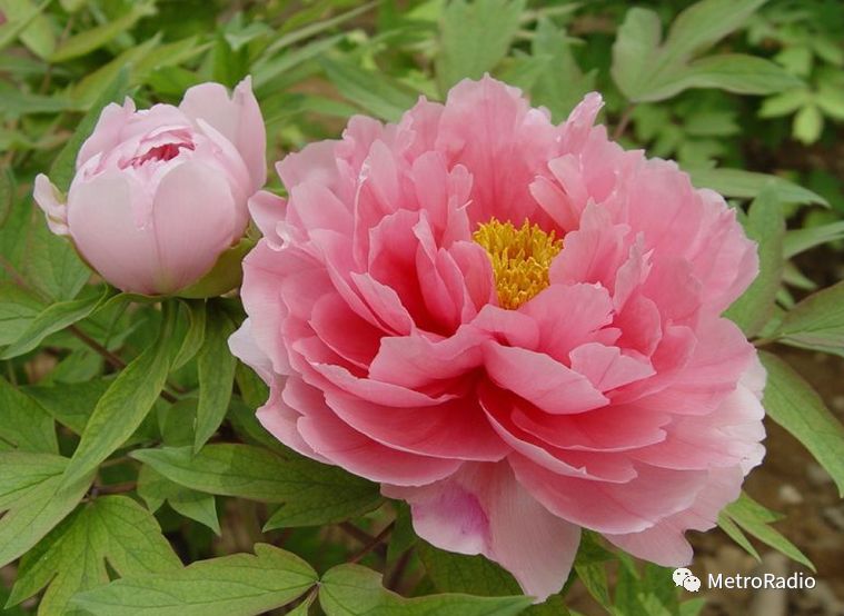 节气谷雨解说,谷雨节气的唯美诗句